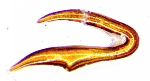 Otiorhynchus sellae sellae